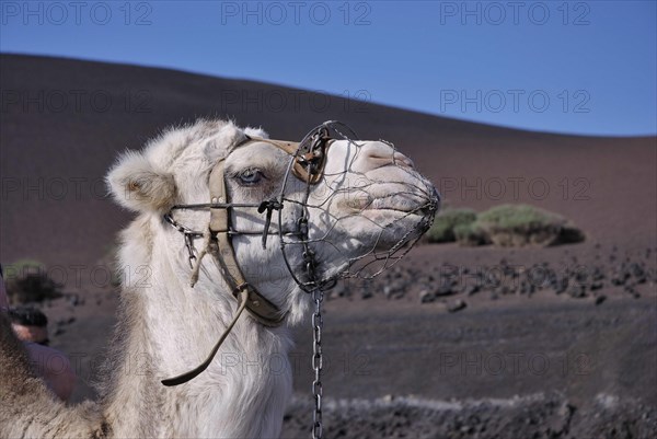 Dromedary