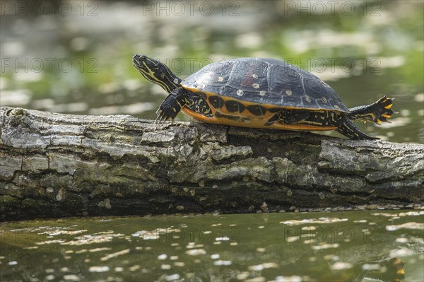 Florida Red-bellied Cooter