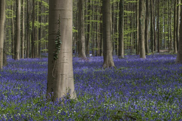 Bluebells