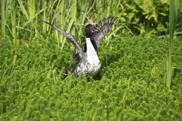 Northern Pintail