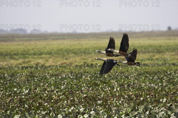 Orinoco goose