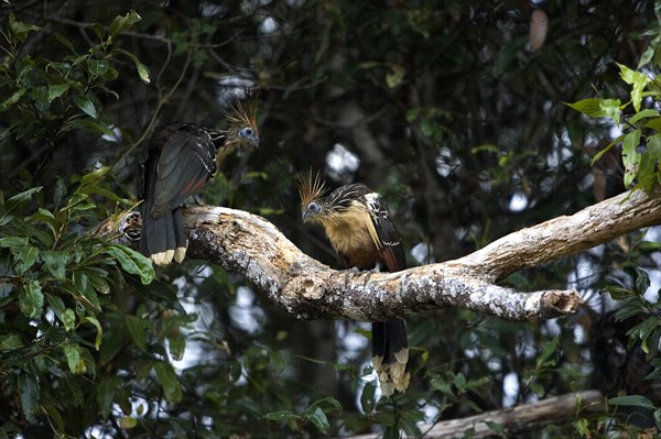 Hoatzin