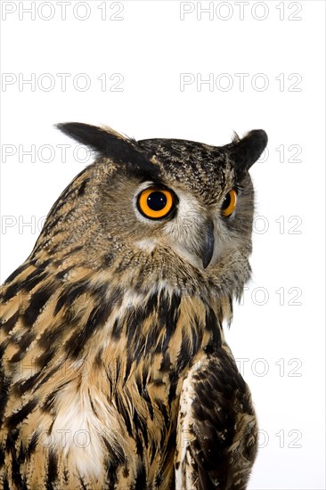 European Eurasian eagle owl