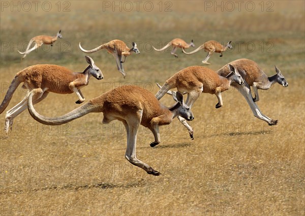 Red Kangaroo