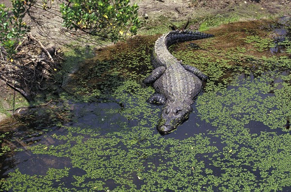 American alligator