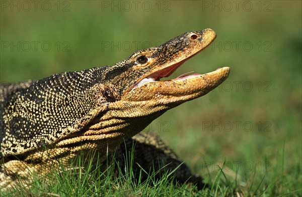 HEAD CLOSE-UP OF WATER MONITOR