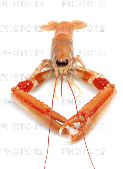 Dublin Bay prawn