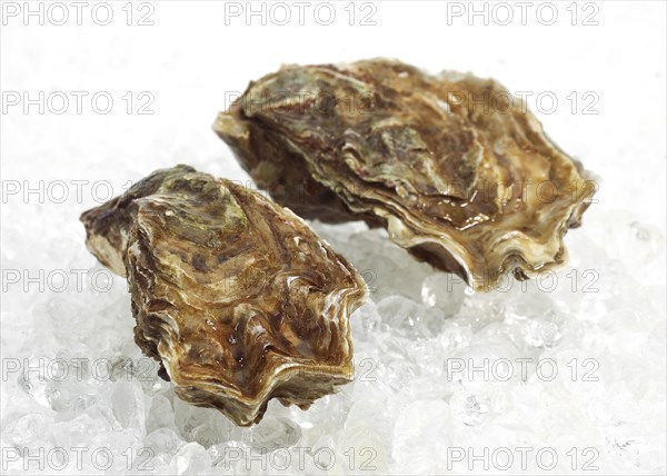 FRENCH AUSTRIA MARENNES D'OLERON ostrea edulis ON ICE