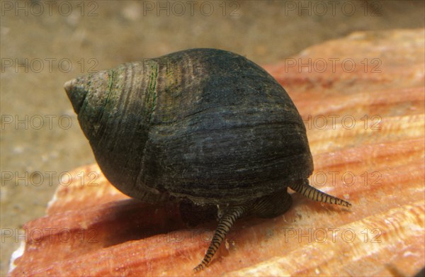 Common periwinkle