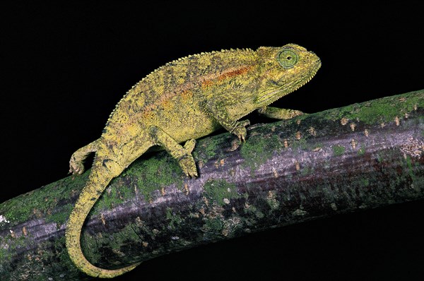 ELLIOT'S CHAMELEON OR MONTANE SIDE-STRIPED CHAMELEON chamaeleo ellioti