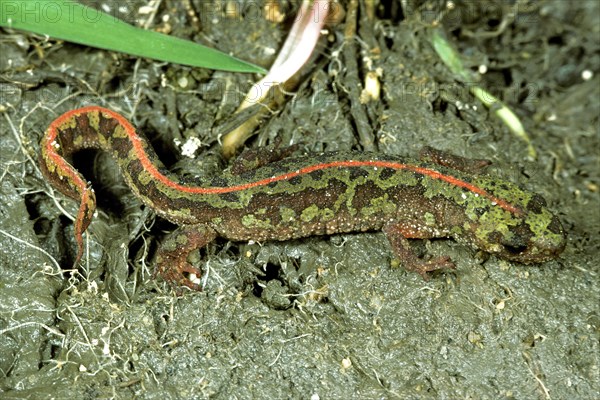 Marbled newt