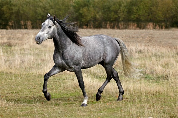 Lusitano stallion