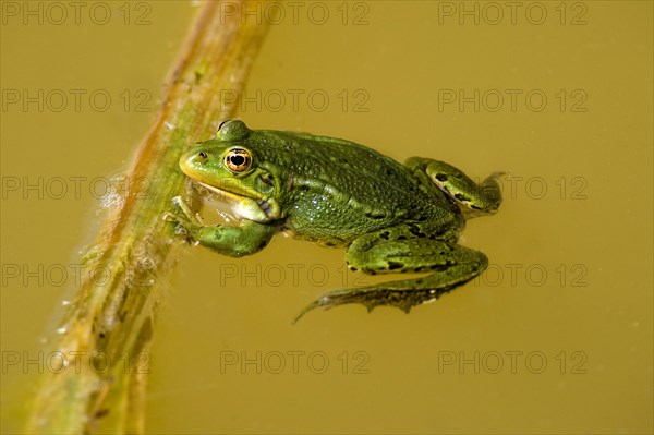 Edible Frog