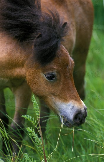 American Miniature Horse