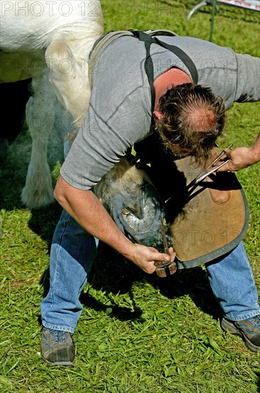 Blacksmith with a Percheron horse burning hot irons on the hoof