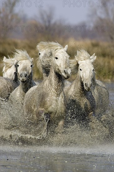 CAMARGUE HORSE
