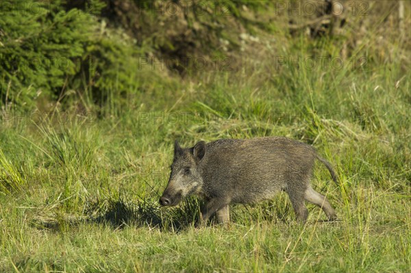 Wild Boar