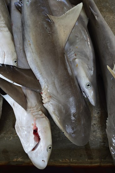 Freshly caught sharks for sale