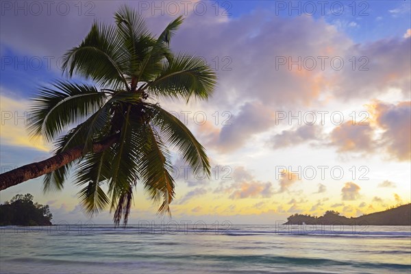 Overhanging coconut palm on the beautiful bay of Baie Lazare