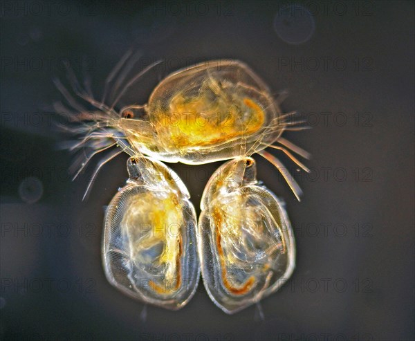 Water fleas at approx. 25x magnification