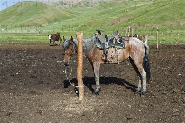 Horse attached to a pole