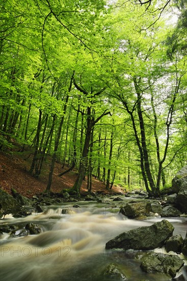 Hoegne stream