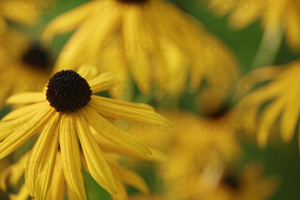 Orange coneflower