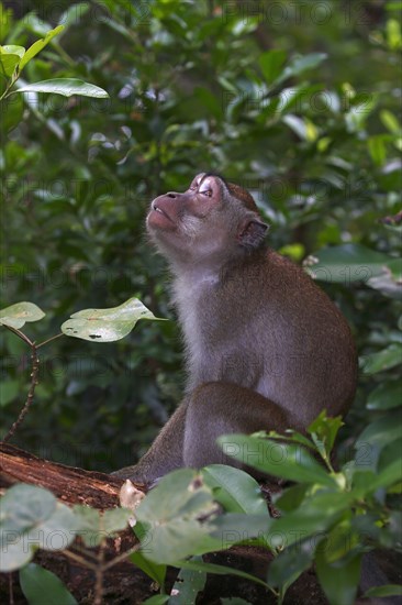 Crab-eating macaque