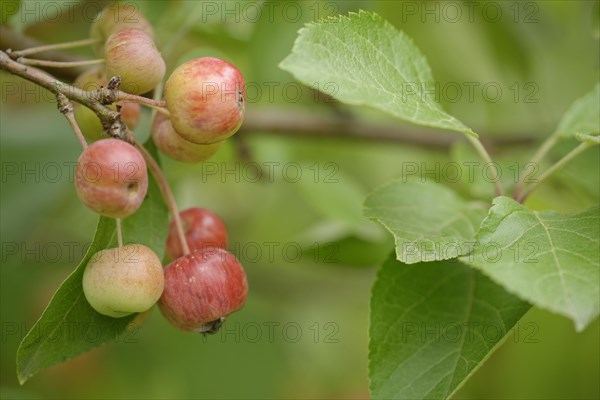 Crab apple