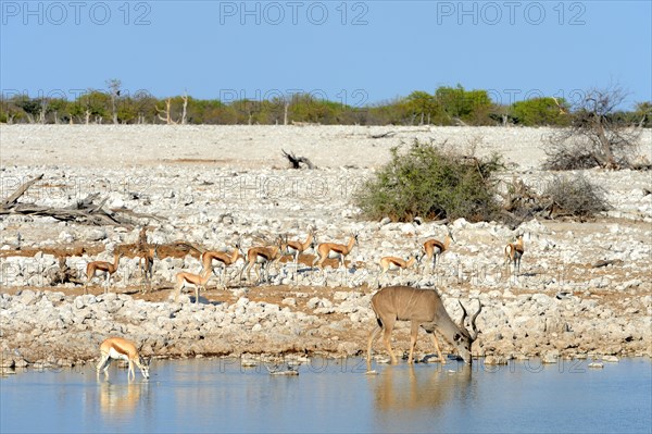 Greater kudu