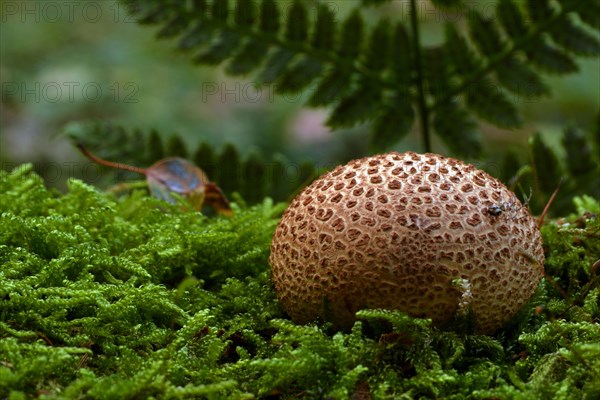 Potato puffball