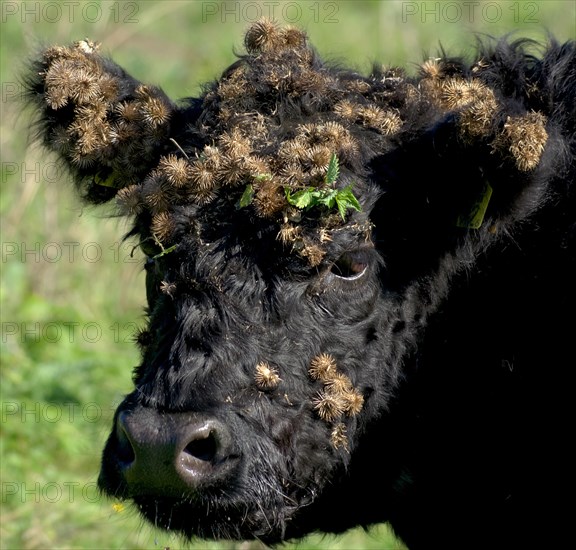 Galloway cattle