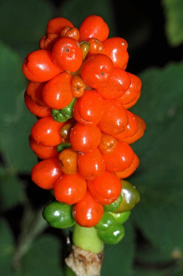 Wild Arum