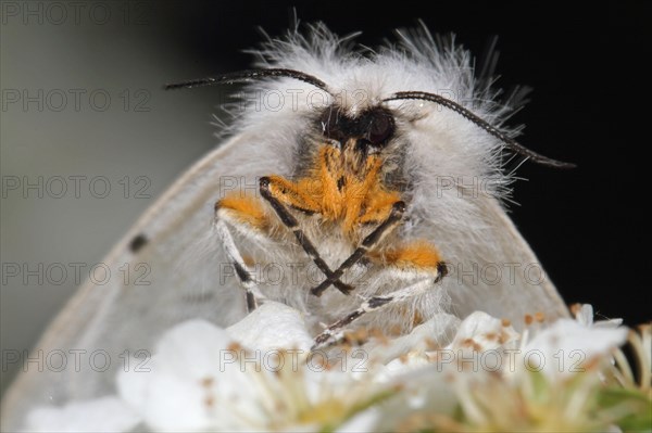 Moss rubber moth