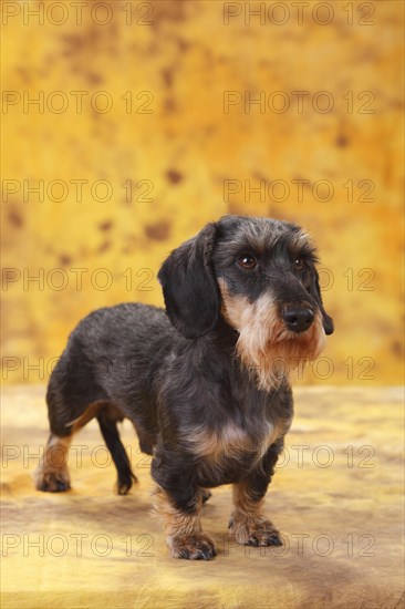 Dwarf grey haired dachshund