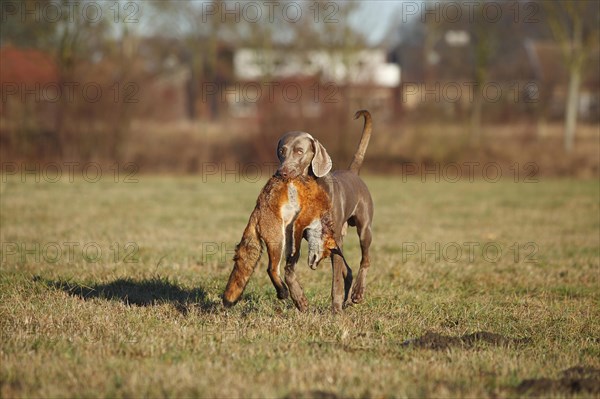 Weimaraner