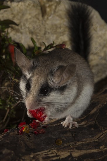 Asian garden dormouse