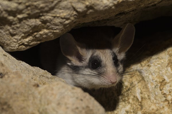 Asian garden dormouse