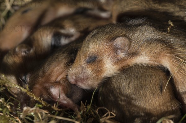 European Hamster