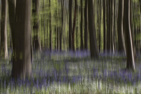 Bluebells