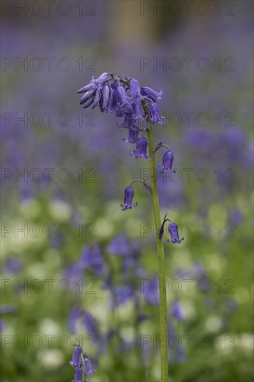 Bluebells