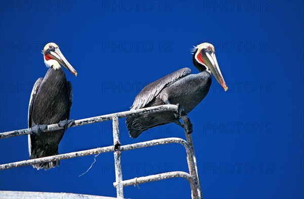 Brown Pelican