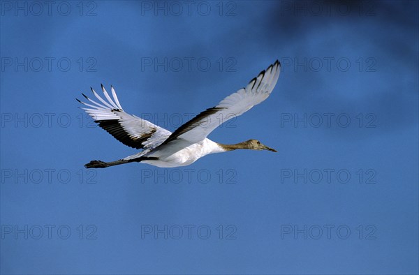 Japanese Red crowned crane