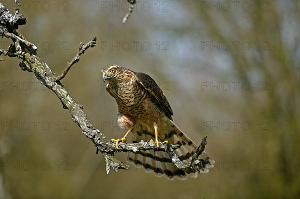 EUROPEAN SPARROWHAWK