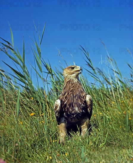 Imperial Eagle