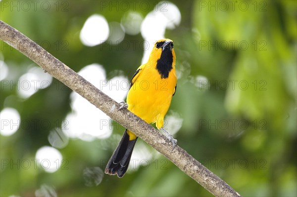 Yellow Oriole