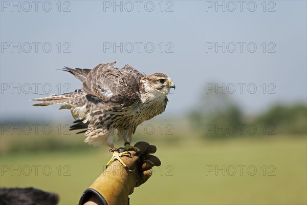 Saker falcon