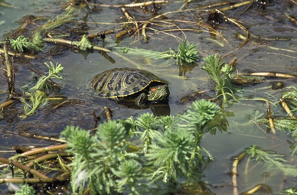 Red Eared Terrapin