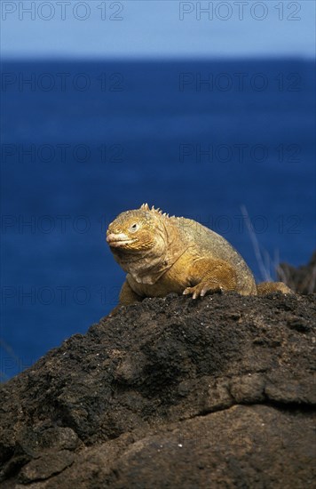 Galapagos Land Iguana