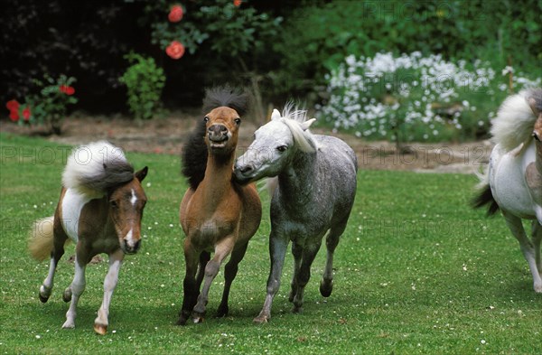 AMERICAN MINIATURE HORSE